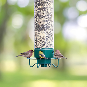 Outdoor Hanging Bird Feeder – Squirrel-Resistant Design